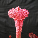 Sarracenia 'Juthatip Soper' Wholesale