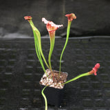 Sarracenia 'Juthatip Soper' Wholesale