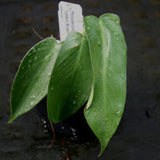 Philodendron longilobatum Lelano Miyano - Exact Plant