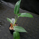 Philodendron longilobatum Lelano Miyano - Exact Plant