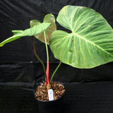 Philodendron rubrijuvenile (sp. El Choco Red)