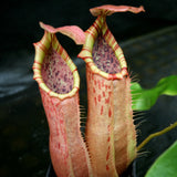 Nepenthes northiana Red x veitchii Bareo