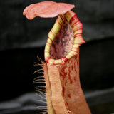 Nepenthes northiana Red x veitchii Bareo