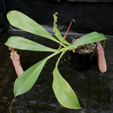 Nepenthes northiana Red x veitchii Bareo