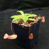 Nepenthes ventricosa x sibuyanensis, BE-3757