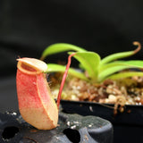 Nepenthes ventricosa x sibuyanensis, BE-3757