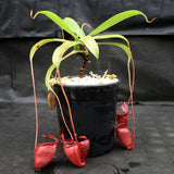 Nepenthes jacquelineae