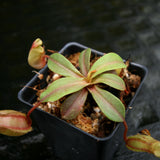 Nepenthes veitchii x ventricosa, BE-4500