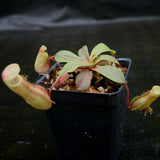 Nepenthes veitchii x ventricosa, BE-4500