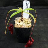 Nepenthes jacquelineae