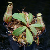 Nepenthes veitchii x ventricosa, BE-4500