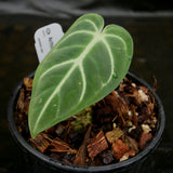 Anthurium regale