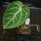 Anthurium regale