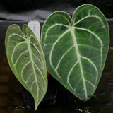 Anthurium regale