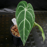 Anthurium regale