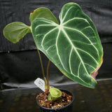 Anthurium regale