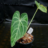 Anthurium regale