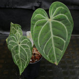 Anthurium regale