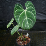 Anthurium regale