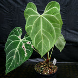 Anthurium regale