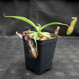 Nepenthes singalana variegated x hamata, CAR-0138