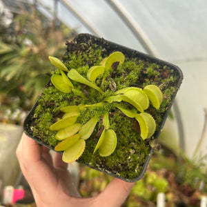 Venus Flytrap - Dionaea muscipula 'Green Microdent'