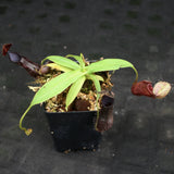 Nepenthes singalana variegated x hamata, CAR-0138