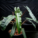 Philodendron atabapoense