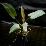 Philodendron atabapoense