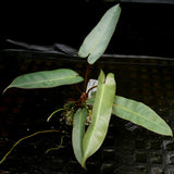 Philodendron atabapoense