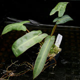 Philodendron atabapoense