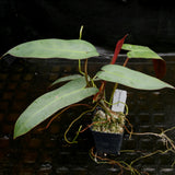 Philodendron atabapoense