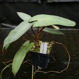 Philodendron atabapoense