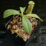 Nepenthes spathulata x platychila, BE-3945