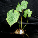 Philodendron sodiroi aff