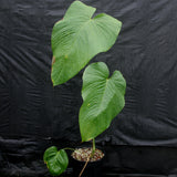 Anthurium rugulosum