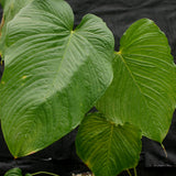 Anthurium rugulosum