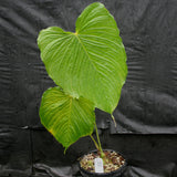 Anthurium rugulosum