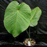 Anthurium rugulosum