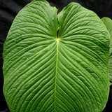 Anthurium rugulosum