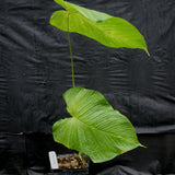 Anthurium rugulosum