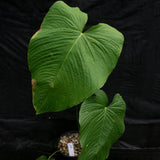 Anthurium rugulosum