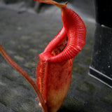 Nepenthes robcantleyi x (burbidgeae x edwardsiana), BE-4023