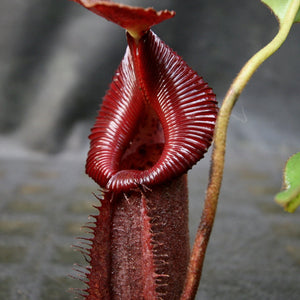 Nepenthes robcantleyi x (burbidgeae x edwardsiana), BE-4023