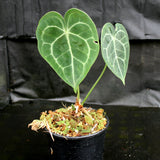 Anthurium clarinervium, Velvet Cardboard Anthurium