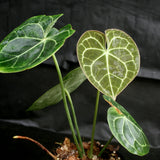 Anthurium clarinervium, Velvet Cardboard Anthurium