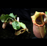 Nepenthes veitchii "Candy Dreams"