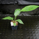 Anthurium cubense x pendulifolium (same cross as Big Bill)