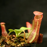 Nepenthes [(lowii x veitchii) x boschiana] x veitchii Bareo