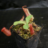 Nepenthes [(lowii x veitchii) x boschiana] x veitchii Bareo